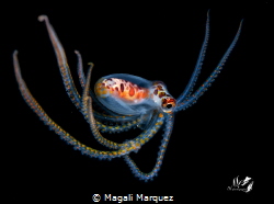 LONG ARM OCTOPUS LARVAL stage 
Bonfire diving Puerto Ric... by Magali Marquez 